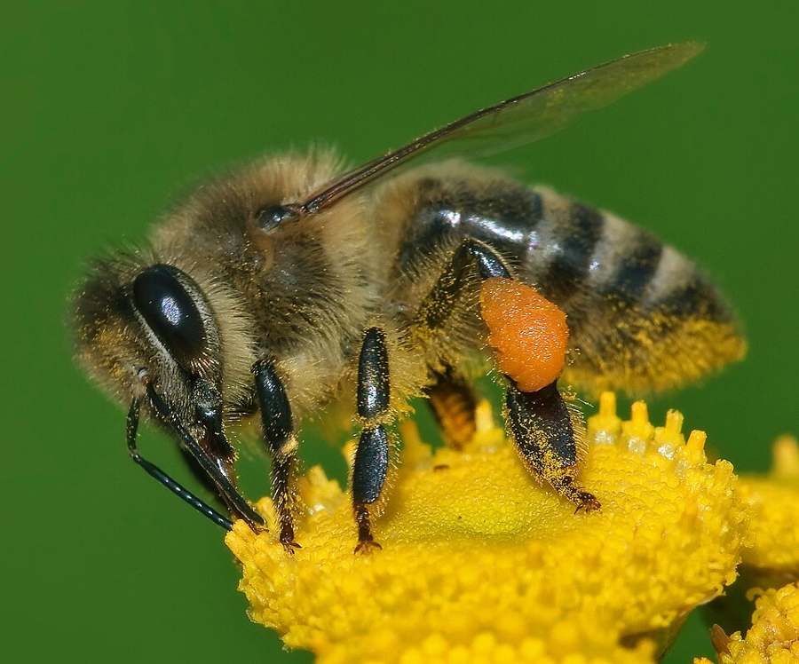A Western honey bee with pollen baskets on its legs, foraging on a yellow flower